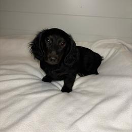 Gus - Black male Dachshund puppy in Mountain Grove, Missouri from Happy Hounds