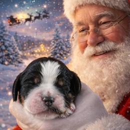 Lou Lou - Black white and tan female English Springer Spaniel puppy in Florida from Thunderbird Springers