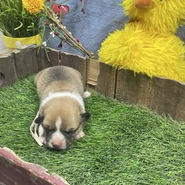 Freyja - Sable female Pembroke Welsh Corgi puppy in Apison, Tennessee from Ashmore Corgis