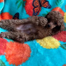 Sunny - Red  male Poodle puppy in Hardinsburg, Indiana from KC Recherche'