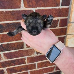 Otter - Salt and pepper male Miniature Schnauzer puppy in Piedmont, Oklahoma from J&K's Miniature Schnauzers