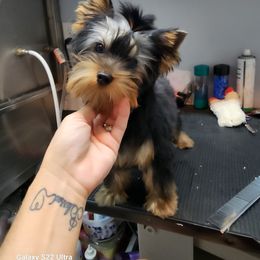 Dill - Blue and gold male Yorkshire Terrier puppy in Alden, Minnesota from Sparrow Yorkshire Terriers