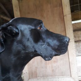 Celia - Great Dane