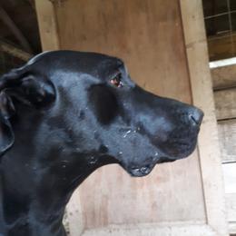 Celia - Great Dane
