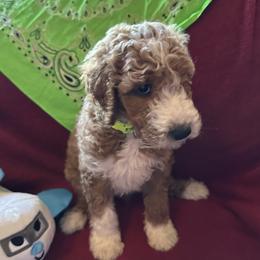 Aqua Collar boy - Aswan (Egypt) - Apricot male Goldendoodle puppy in West Sacramento, California from Pomegranate Doodles