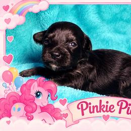 Pinkie Pie - Black and tan female Havanese puppy in Hendersonville, North Carolina from Kim's Cove