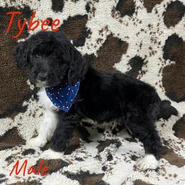 Tybee - Black tri-color male Aussiedoodle puppy in Cleveland, Tennessee from C&S Kennels