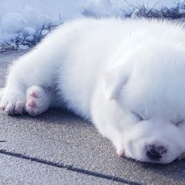 Akita from Loyally Akitas