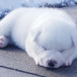 Akita from Loyally Akitas