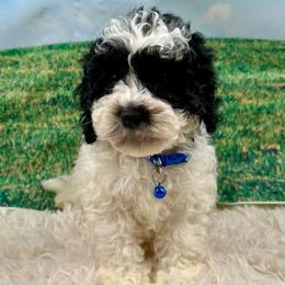 Stan - Parti male Poodle puppy in Lancaster, Missouri from Cavapoo Acres