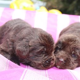 Girl 2 - Brown female Newfoundland puppy in Ellendale Forge, Pennsylvania from Opening Heavens Doors Newfoundlands