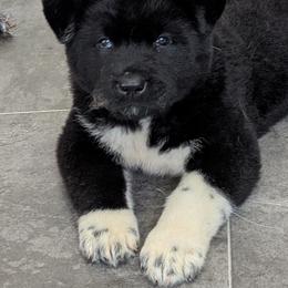Akita Puppies from Akita Kai Magic