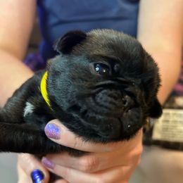 Miss Yellow - Black Pug puppy in Morgantown, West Virginia from Groovy Pugs