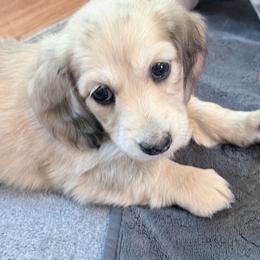 Tinker - Dapple female Dachshund puppy in Caulfield, Missouri from Hocomo Hollow Doxies