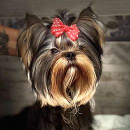 Ender - Yorkshire Terrier