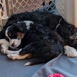 Aussiedoodle Puppies from Ridgeview Aussiedoodles