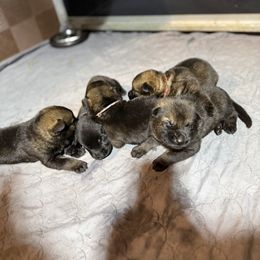 Red - Sable male German Shepherd puppy in Ottawa, Kansas from Weberhaus German Shepherds