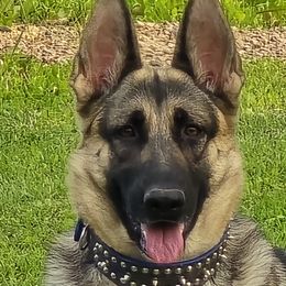 Korbel - German Shepherd