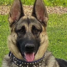 Korbel - German Shepherd