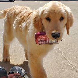 Golden Retriever Puppies from Bliss Creek Goldens