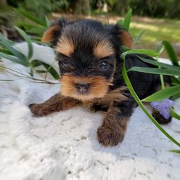 Yorkshire Terrier Puppies from Liz’s Yorkshire Terriers