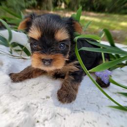 Yorkshire Terrier Puppies from Liz’s Yorkshire Terriers