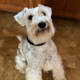 Oloff - Miniature Schnauzer