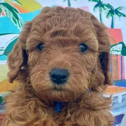 Blue - Red  male Goldendoodle puppy in Holland, Michigan from WAG 52nd