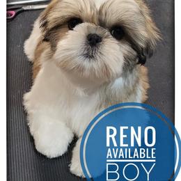 Reno - Gold and white male Shih Tzu puppy in Orient, Ohio from Forever Friends Shih-Tzu