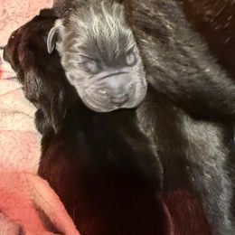 Pup - Gray male Cane Corso puppy in Tabor City, North Carolina from Dream Team Kennels