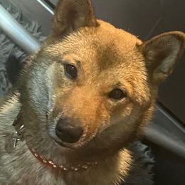Gem💎 - Shiba Inu
