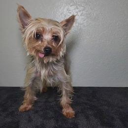 Cobi (Teacup) - Yorkshire Terrier