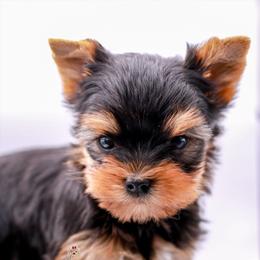 Yorkshire Terrier Puppies from Essence of Grace Yorkies