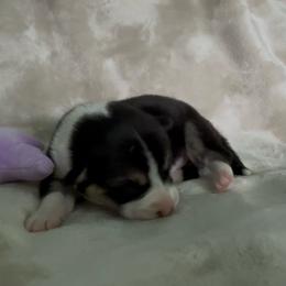 AKC RHT 3 Purple - Black and tan female Pembroke Welsh Corgi puppy in Summerfield, Florida from Promise Land Farm