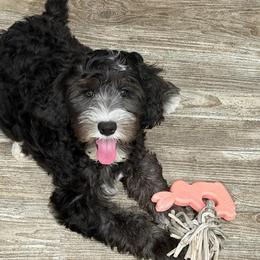 Bean - Black and chalk male Australian Labradoodle puppy in Orange, California from Little Kingdom Doodles