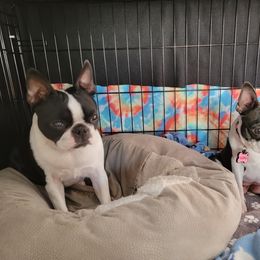 Boston Terrier Puppies from Big Sky Bostons