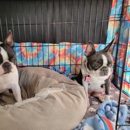Boston Terrier Puppies from Big Sky Bostons