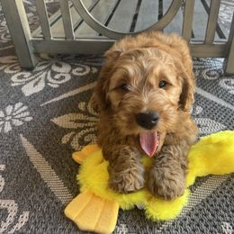 Goldendoodle Puppies from az_doodlesoflove