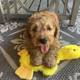 Goldendoodle Puppies from az_doodlesoflove