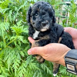 Edisto - Black phantom male Aussiedoodle puppy in Rock Hill, South Carolina from LolliPop Farms