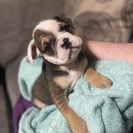 Bulldog Puppies from Shelby's English Bulldogs