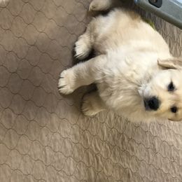 Golden Retriever Puppies from OPK GOLDENS