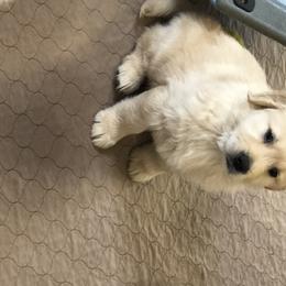 Golden Retriever Puppies from OPK GOLDENS