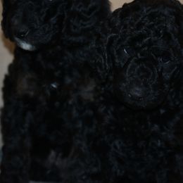 Goldendoodles from Phoenix Goldendoodles