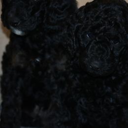 Goldendoodles from Phoenix Goldendoodles