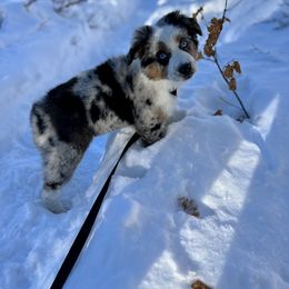 Miniature Australian Shepherd Puppies from Rebel Creek Mini Aussies