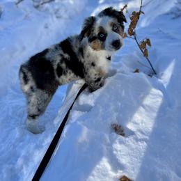 Miniature Australian Shepherd Puppies from Rebel Creek Mini Aussies