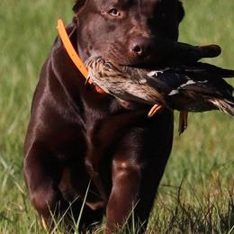 Labrador Retrievers from Helping Hounds USA