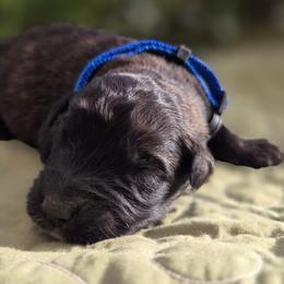 Hickory - Brindle male Bouvier des Flandres puppy in Drury, Missouri from Black Bears Critters