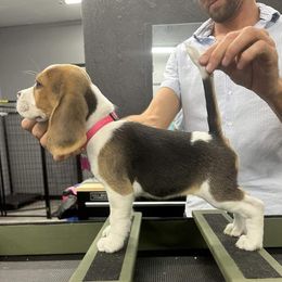 Pink Girl (Show home only) - Beagle puppy from StillCreek
